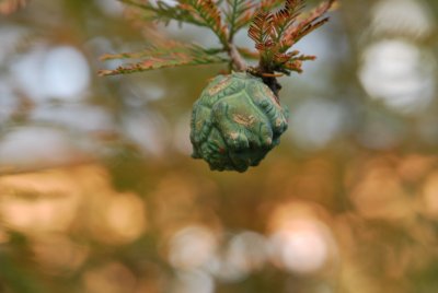 Taxodium distichum - tisovec dvouřadý - zrající plod